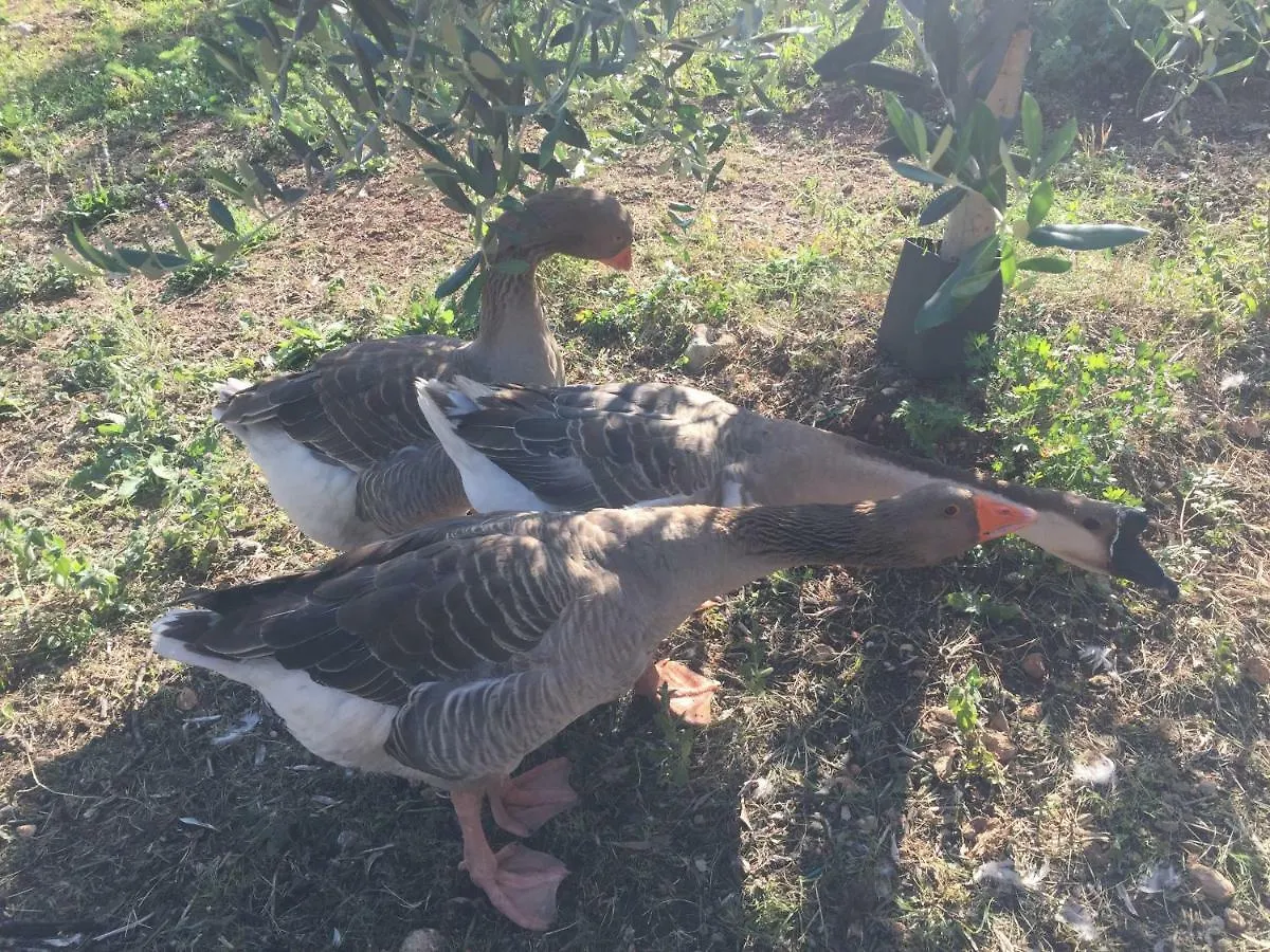 ファームステイ ヴェローナ Agriturismo Macole Fattoria Con Spuntiniヴィラ
